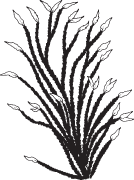 Clipart Image For Headstone Monument plant 01