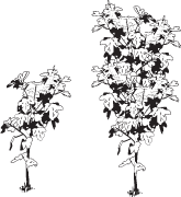 Clipart Image For Headstone Monument tree 09